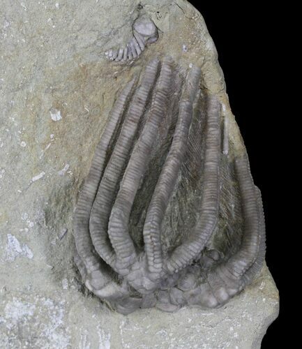 Very D Agaricocrinus Crinoid - Indiana #22771